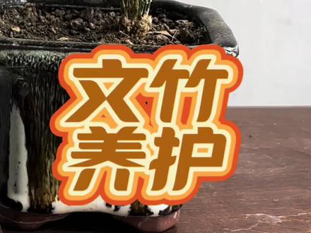 文竹养护方法#分享养花经验 #盆景绿植花卉
