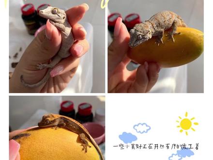 今天给崽子们特制的芒果+菠萝鲜果泥喂食篇~#守宫日常 #睫角守宫 #盖勾亚守宫 #家有爬宠 #治愈系 #守宫喂食 #守宫饲养@小丸子爬宠