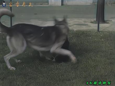 八十年前熊猫明的传奇一生,二战时期无数英国人的精神偶像 #珍贵历史影像 #熊猫明 #熊猫丫丫