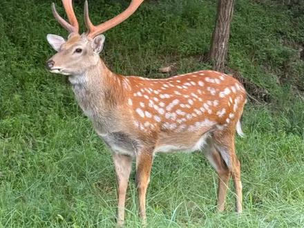 为啥很少有人骑鹿?#科普#涨知识#鹿