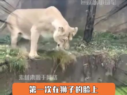 妈妈:不想要我了就直说#狮子 #搞笑视频 #万万没想到 #动物 #动物的迷惑行为