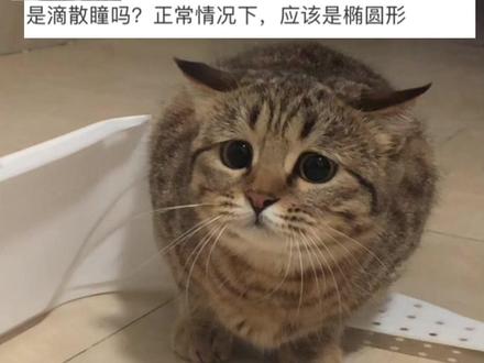 瞳孔大就是用散瞳药吗? #猫咪#狸花猫