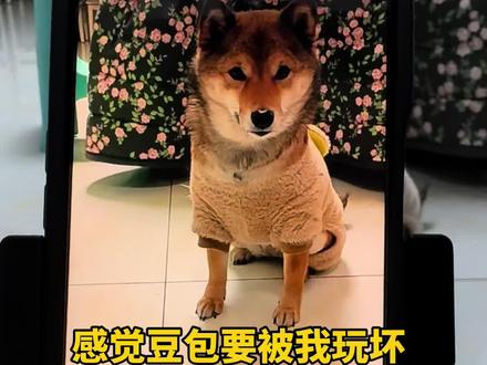 #AI #豆包 #馋狗 当我让AI豆包盯狗子不要偷吃,结果没看住