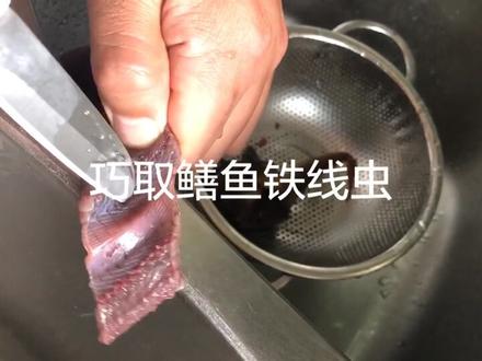 接上一个视频,巧取鳝鱼寄生虫,菜市场买的鳝鱼。