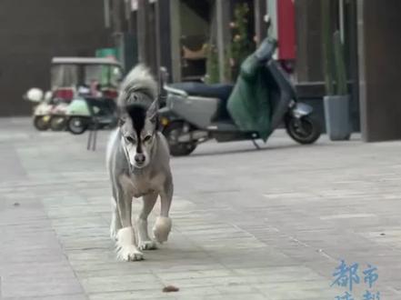 #狗子的新造型有点别致 网友:这狗怎么驴里驴气的 #阿拉斯加 #狗子做造型