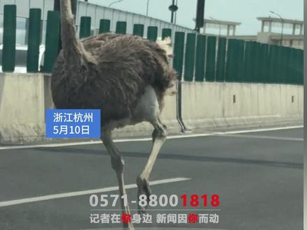 杭州一高架上惊现鸵鸟奔跑,过往车辆及时减速避让,网友:鸵鸟也来看高架月季了#浙江dou知道 #鸵鸟 #高架