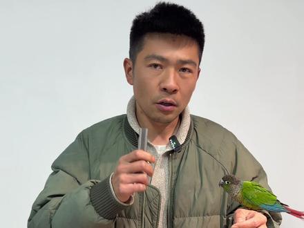 小太阳鹦鹉飞手上手训练笼养鸟叫远飞手亲人训练鹦鹉技能训练 #鹦鹉鹦鹉萌萌哒逗鹦鹉 #鹦鹉小白 #鹦鹉日常 #鹦鹉 #鹦鹉训练