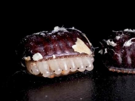 蟑螂的产卵方式 #神奇动物在抖音 #蟑螂 #科普