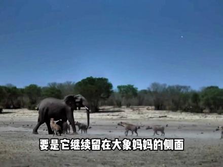 一群大象团结起来,只为保护它们的小象,不被斑鬣狗攻击 #自然万物都是宝 #内容启发搜索 #动物 #动物世界 #野生动物零距离