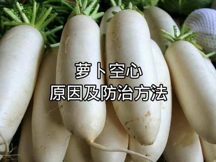 萝卜空心原因以及防治方法 #蔬菜 #纯天然绿色食品 #有机蔬菜 #白萝卜 #纯天然绿色蔬菜 #萝卜 #糖蒜
