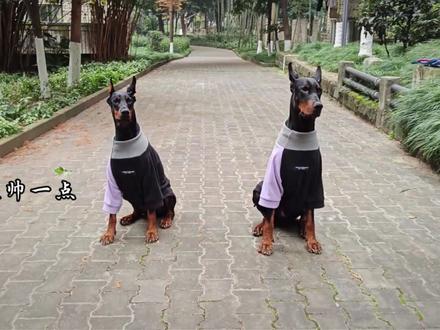 当你求你的宠物走帅点的时候 你会得到... #当你带上宠物拍转场 #杜宾 #布鲁斯 #转场 #宠物