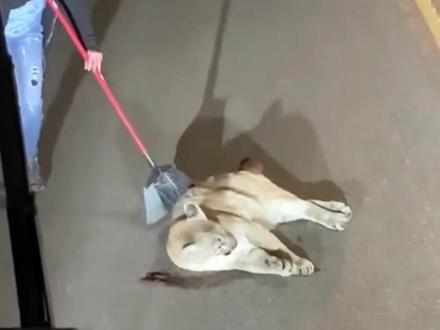 #彩虹的画笔 国外夫妇在公路上救助了只受伤的美洲狮,治愈熟悉后把夫妇当家人#治愈