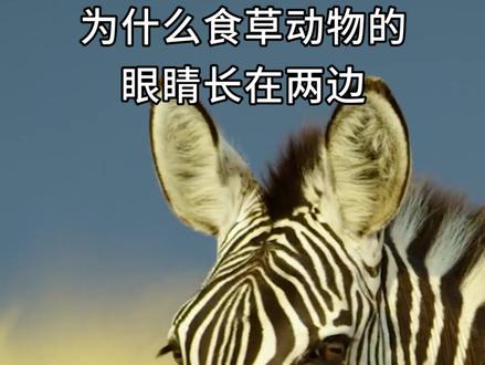 同样是动物,为什么食草动物的眼睛长在两边,而食肉动物的长在前面?#我是头条小百科