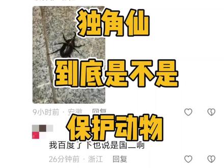 双叉资犀金龟(独角仙)不是保护动物,戴叉犀金龟(叉犀金龟)才是保护动物#昆虫 #甲虫 #独角仙 #科普一下 #动物科普