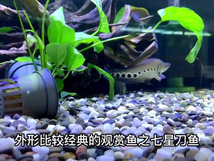 外形比较经典的观赏鱼之七星刀鱼 #水族 #观赏鱼 #养鱼养心 #七星刀鱼