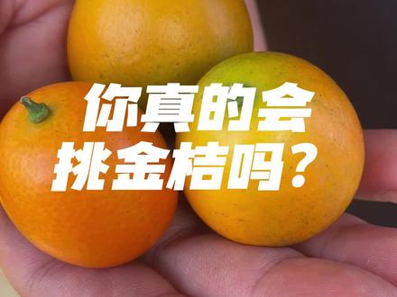 你买的是哪一种金桔,你真的会挑选金桔吗?#融安金桔 #脆蜜金桔 #滑皮金桔 #三农 @抖音小助手