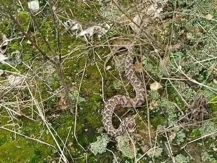 国内十大剧毒蛇之一,短尾蝮💯💘🐍🇨🇳