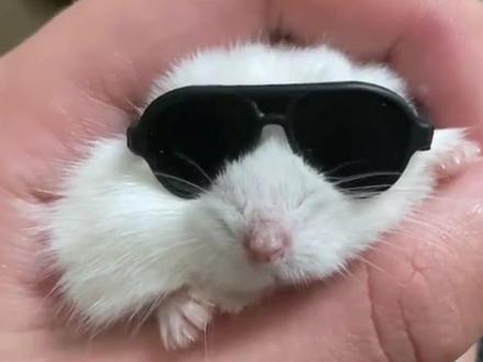 仓鼠眼睛睁不开了怎么办?#仓鼠 #金丝熊 #新手养鼠指南