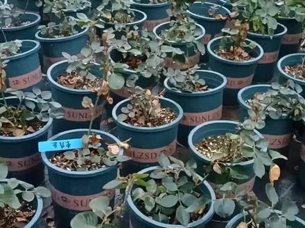 冬天月季最长多久浇水一次?#抖音好物年货节 #月季 #月季养护