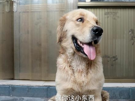 金毛的脚被蝎子蛰了,疼的它腿都不能动了,这可咋办会不会中毒?