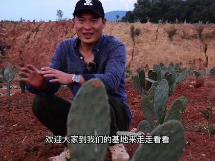 有机会欢迎大家到我们的基地来走走看看#农业种植 #仙掌园 #水果种植