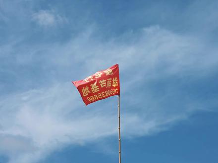 甜葫芦又称"肉葫芦"、"菜葫芦",为一年生的匍匐性草本植物,是从日本引进的一种葫芦科植物,其产品葫芦条的营养价值很高,是一种低糖并含有多种维生素的优质名菜。在日本、韩国、美国倍受青睐。甜葫芦的食用部分是果实中肥厚的果肉,营养价值很高,不仅含有多种维生素、葡萄糖和果糖,还含有钙、磷、钾等多种元素和氨基酸;质地细密、口感绵软、鲜嫩,经常食用可增强皮肤弹性,防止和延缓皮肤老化。它的药用价值,《本草纲目》中记载:"葫芦气味甘平。主治,消渴恶疮,鼻口中肉烂痛,利水道,消热,除烦。"有"治心热,利小肠,润心肺,治石淋"之功效。现代医学利用葫芦及其制品,治疗高血压、高血脂、动脉硬化、糖尿病,并制成了高效抗癌新药--"葫芦素"。#乡村振兴dou行动 #优质农产品 #新农人计划 #抖音助农扶农 #家乡特产