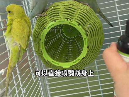 鹦鹉会传染给主人的几种寄生虫,你们知道几个?#新手养鹦鹉 #鹦鹉饲养知识 #养鹦鹉的日常 #如何喂养鹦鹉