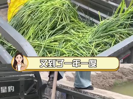 又到一年蒜台季,有没有人帮帮咱河南啊 #助农 #蒜苔 #河南