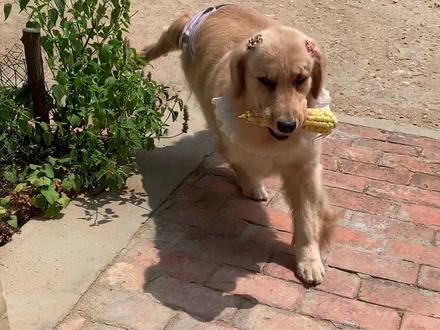 出差路过家里一趟,看到姑娘后心碎了#狗狗 #金毛