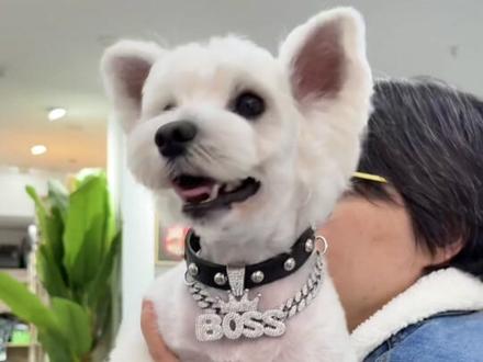 剪了17年的狗,从来没有比这一刻更害怕翻车!全程忐忑慌张,第一次剪毛紧张的结巴,来看看顾客要的小男孩样到底是什么样?一起来期待周小凡的阳刚猛男风华丽转身。#宠物 #宠物美容 #宠物美容培训 #宠物美容培训学校 #雪纳瑞