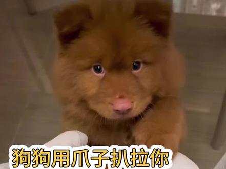 你知道狗狗用爪子扒拉你是什么意思吗#狗狗 #养狗人 #萌宠 #养狗人