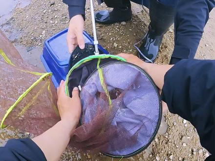 来看看天花板的溪流资源,直接开启马口狂拉模式。 #溪流马口 #路亚 #AWM长白山 #AWM路亚竿 #溪流路亚