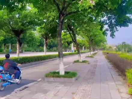 与属狗人最配的3大生肖#属狗 #70年的狗 #94年属狗 #生肖狗 #82年的狗