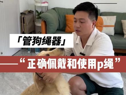 纠正#狗狗爆冲 的P绳如何正确佩戴?
#金毛#遛狗侠 #人宠关系修复师