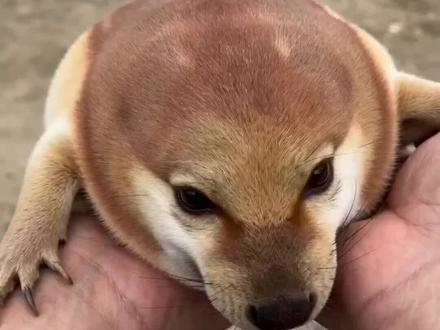 终于还是咬我了,说好的公刀盾粘人呢?
今天新捡的小刀盾,放在手里盘,居然咬我
#我的刀盾 #抖音宠物