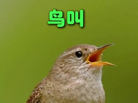 猫咪走丢,这样子做看看#猫咪丢失 #新手养猫 #猫咪 #宠物 #猫咪日常
