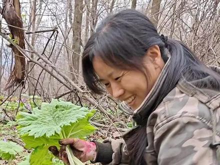 能包饭的大叶子#大山里的味道 #大叶子 #大自然的馈赠