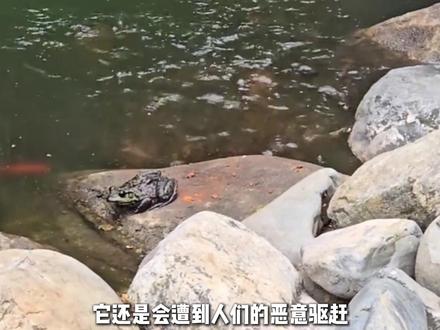 原来我们都误会癞蛤蟆了,它其实是个老实的好宝宝 #癞疙宝 #中华蟾蜍 #动物 #科普