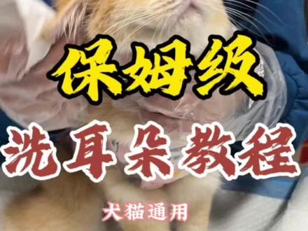 保姆级洗耳教程#科学养宠攻略 #洗耳朵好舒服 #宠物护理
