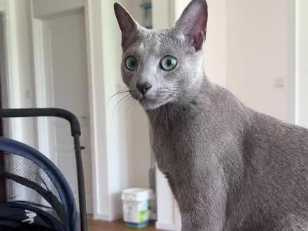 三角兄弟正式更名"三角夹子兄弟"!#阿比西尼亚猫 #俄罗斯蓝猫