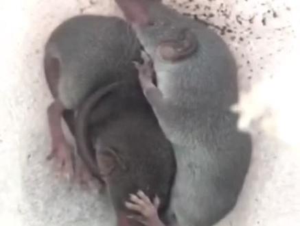 这是什么?是鼩鼱!和老鼠一点关系都没有,是一种以昆虫为食的有益生物,世界上最小的哺乳动物。#奇妙的动物