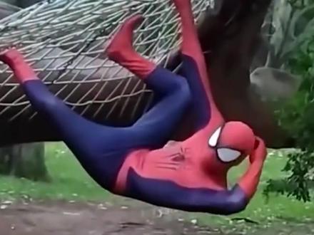 【野生沙雕观察18】人类智力天花板!