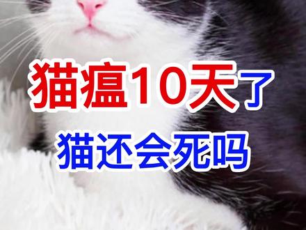 猫瘟10天会死吗#新手养猫 #宠物知识 #科学养宠攻略 #养猫人 #猫咪日常
