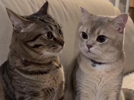 #AI猫咪的工资谎言 #随变ai随便玩 @柚子是只猫