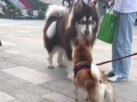 《社交礼仪》#萌宠 #狗狗 #阿拉斯加 #家有傻狗 #修狗