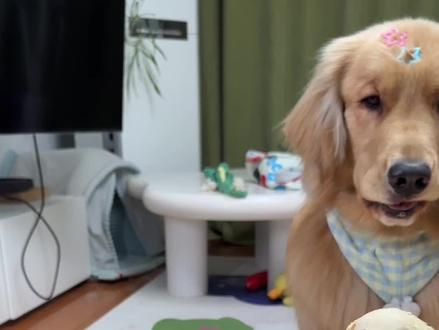 豆包:一次不忠 终身不用! #小八好淡定 #万物可爱计划#我和它的365件小事#养宠人的过冬指南 #豆包监督