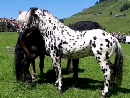 #动物 #马儿 大型相亲现场