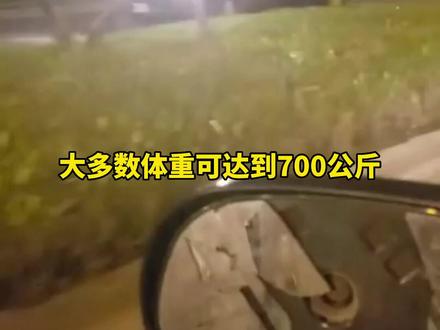 麋鹿测试为什么叫麋鹿测试?#涨知识 #抖音汽车 #汽车知识 #科普