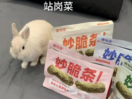 生菜小课堂开课啦#侏儒兔