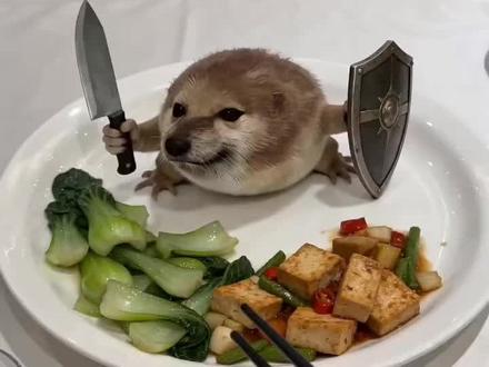 不要吃刀盾! #我的刀盾 #万物可爱计划 #萌宠出道计划